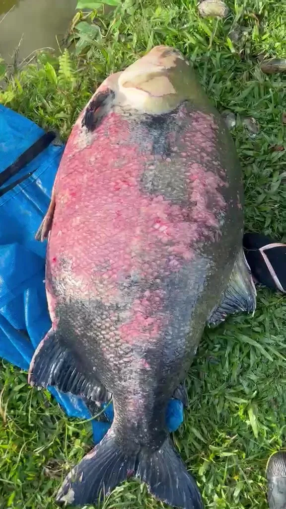 Peixe com alterações visíveis na pele, registrado em vídeo de campo.
